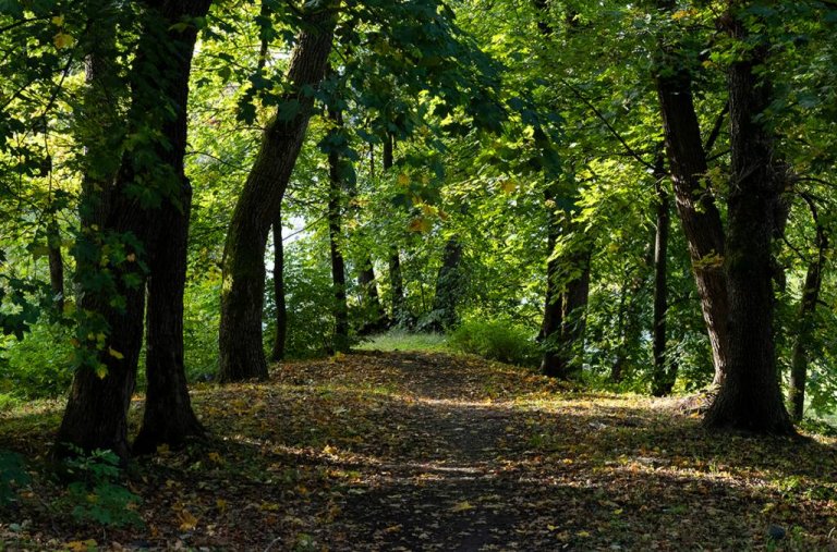 Dette er stien gjennom eikekollen som ligger like vest for sykehuset. Denne blir ikke berørt i utbyggingen av Diakonhjemmet hage.