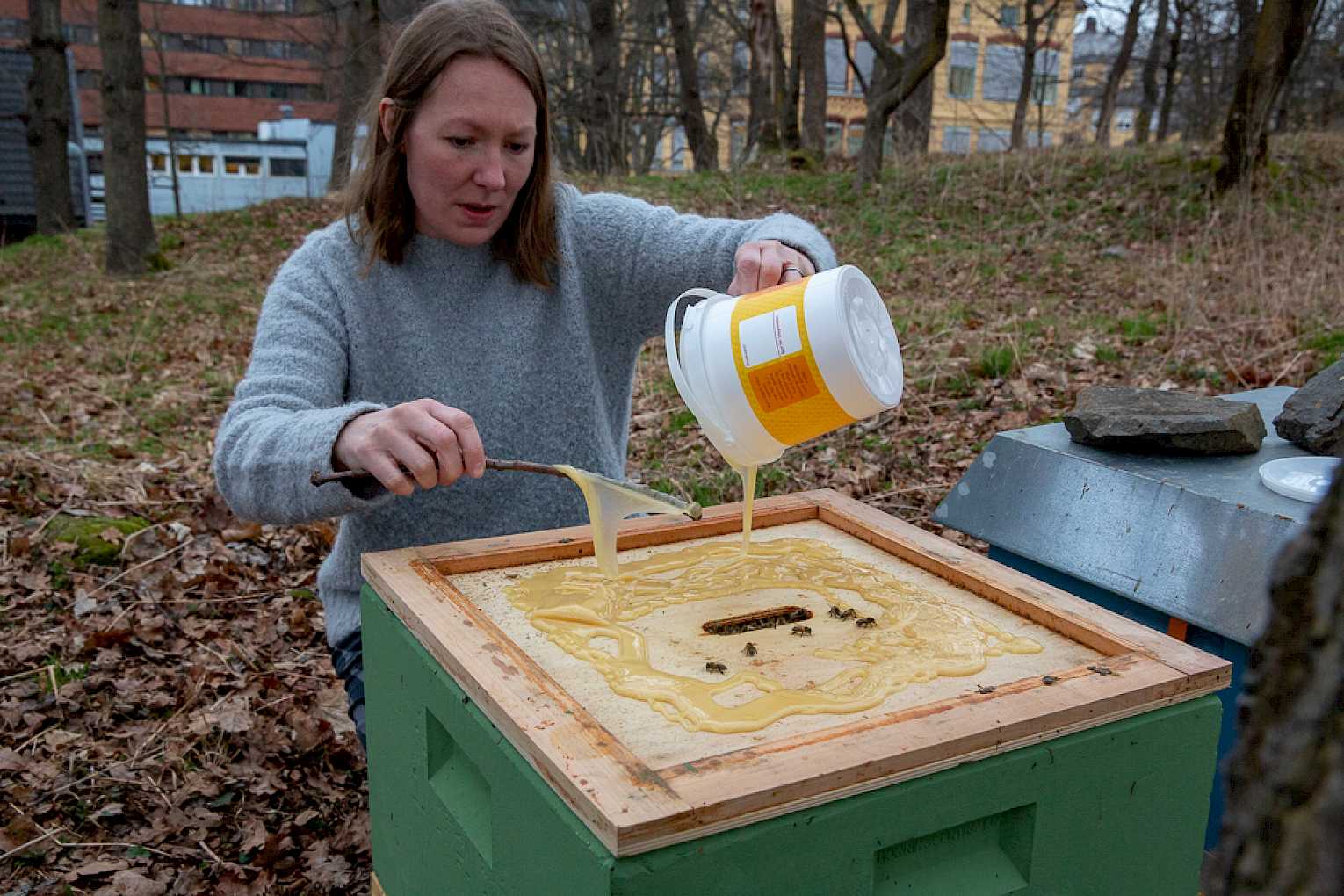 Det er mandag morgen midt i april – overskyet og småkaldt, og lite summing i kubene. Derfor må Linda Kristiansen, som har birøkt som hobby og eier en av kubene, hjelpe dem i gang med litt mat – honning, selvsagt.